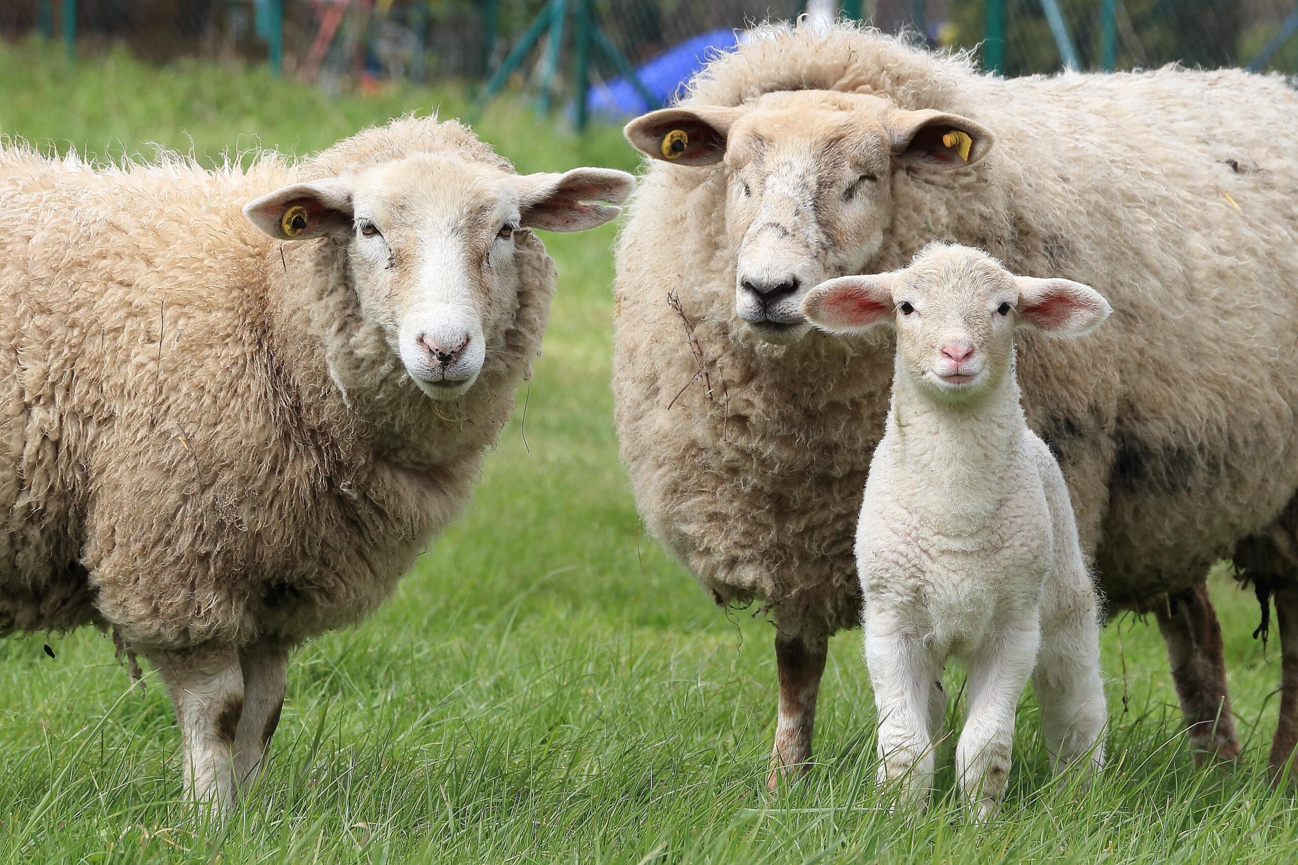 Sheep Puns