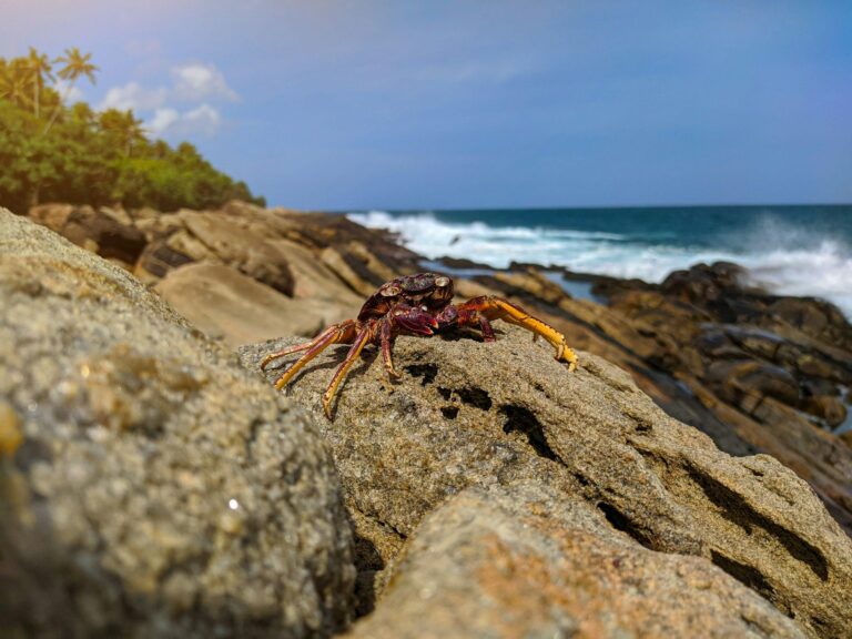 Crab Puns